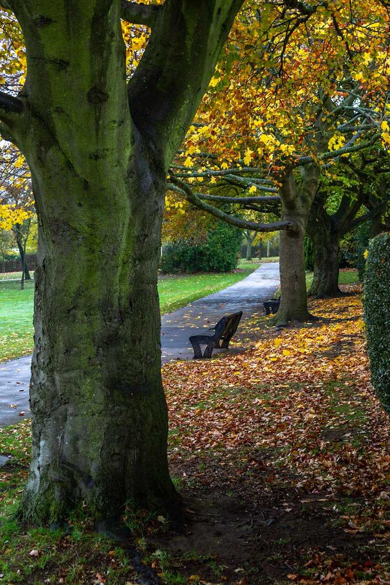 Enjoying the Autumn in Kings Heath Park.